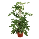 Philodendron minima en pyramide: H 65 cm pot D19 cm